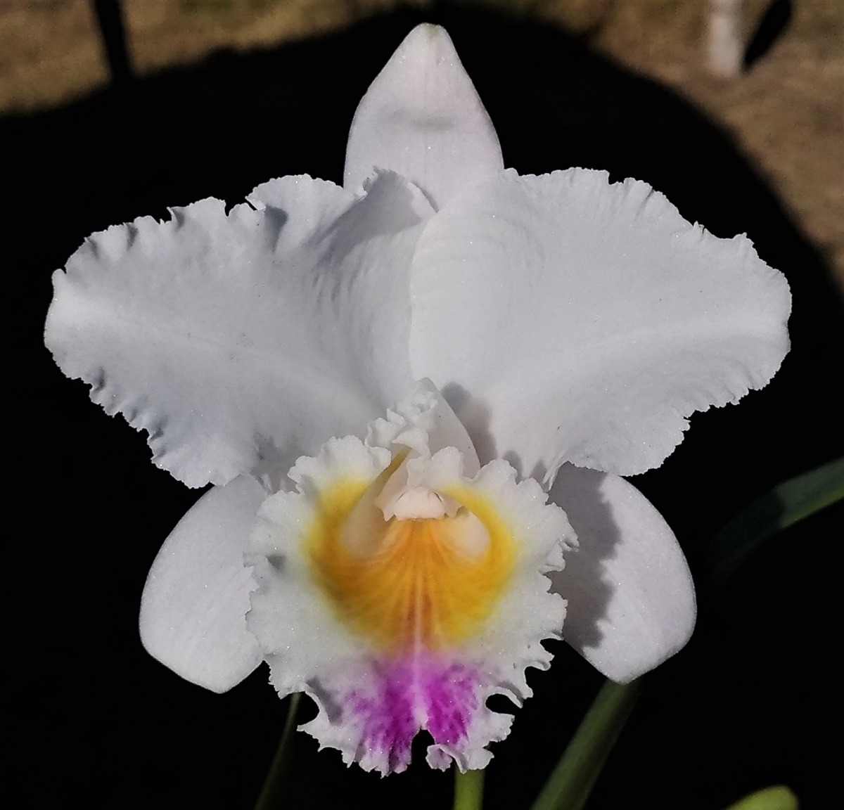 Cattleya Quadricolor