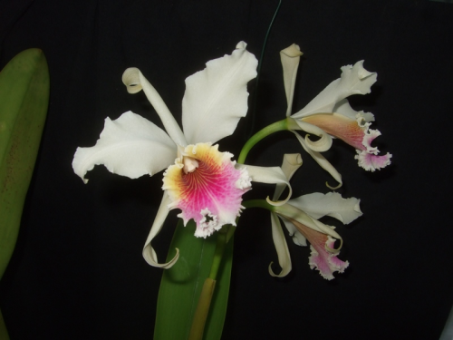 Cattleya Rex