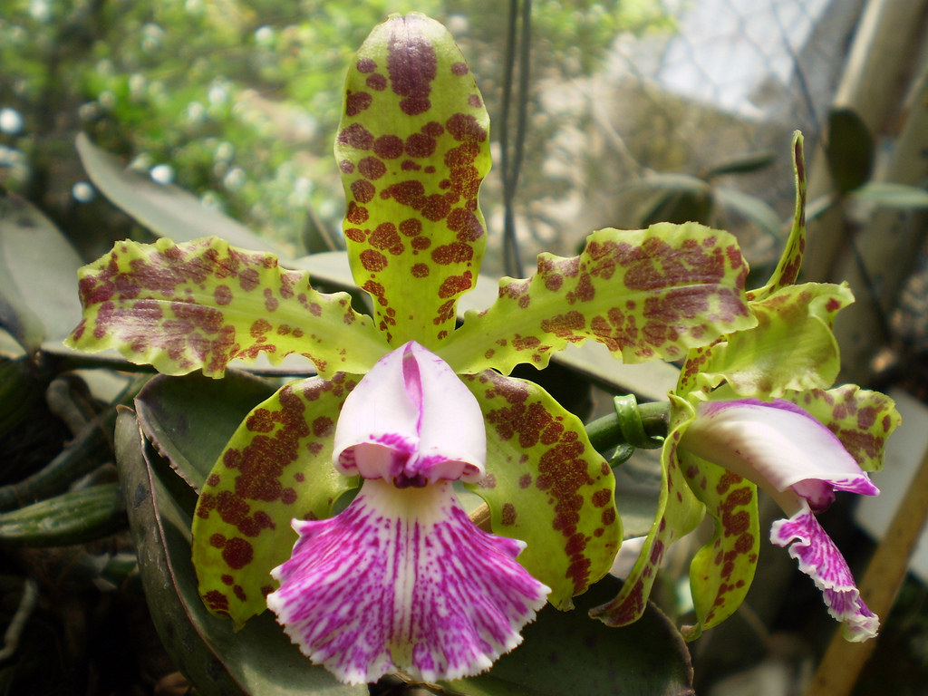  Cattleya Schilleriana