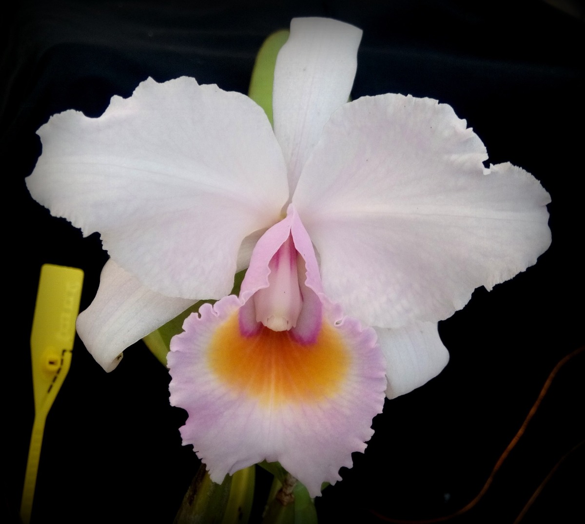 Cattleya Schroederae