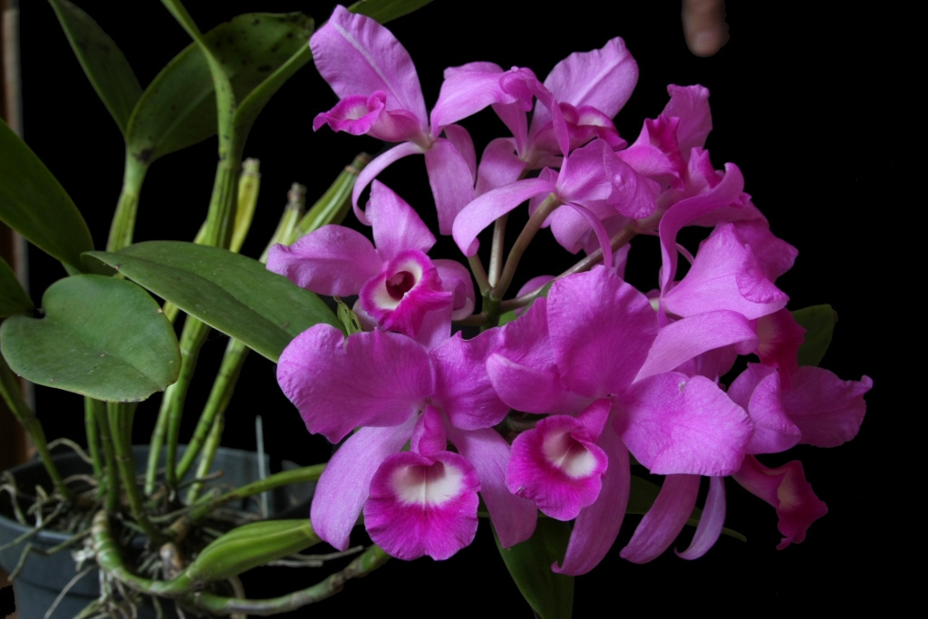 Cattleya Skinneri