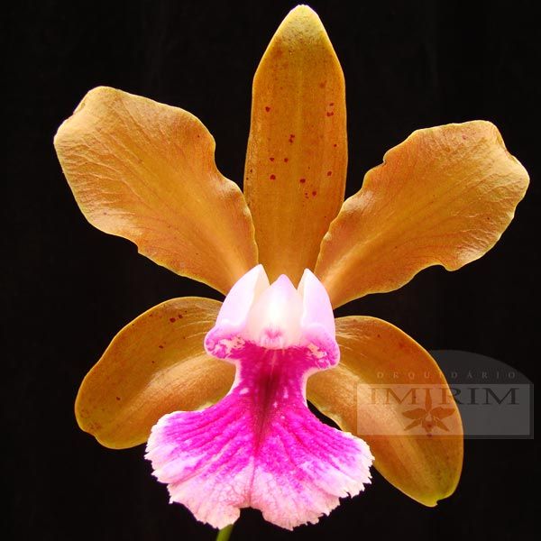 Cattleya Tenuis