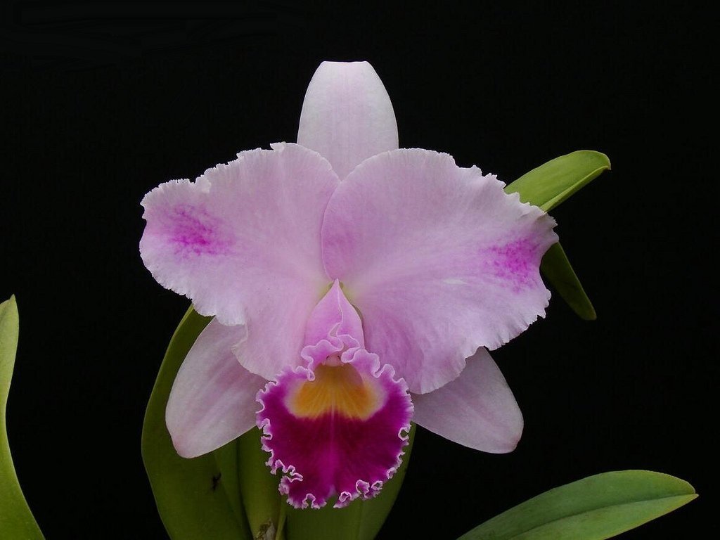 Cattleya Trianae