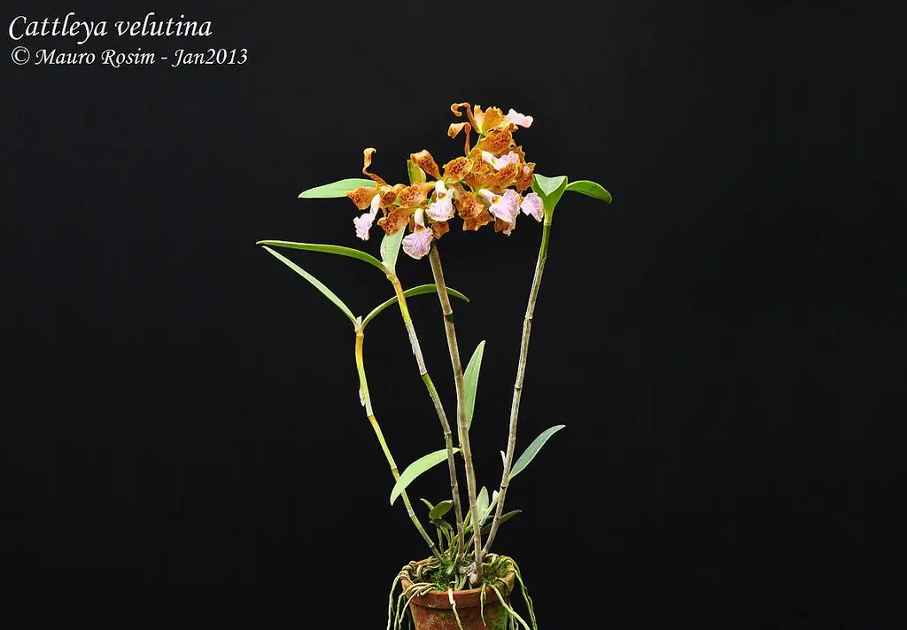 Cattleya Velutina