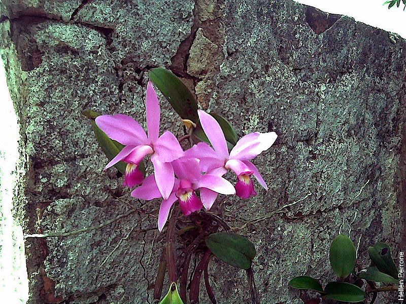 Cattleya Violacea