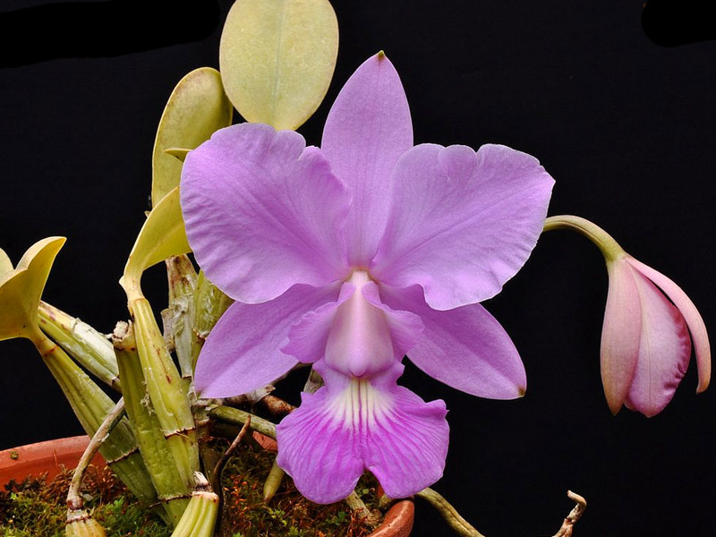 Cattleya Walkeriana