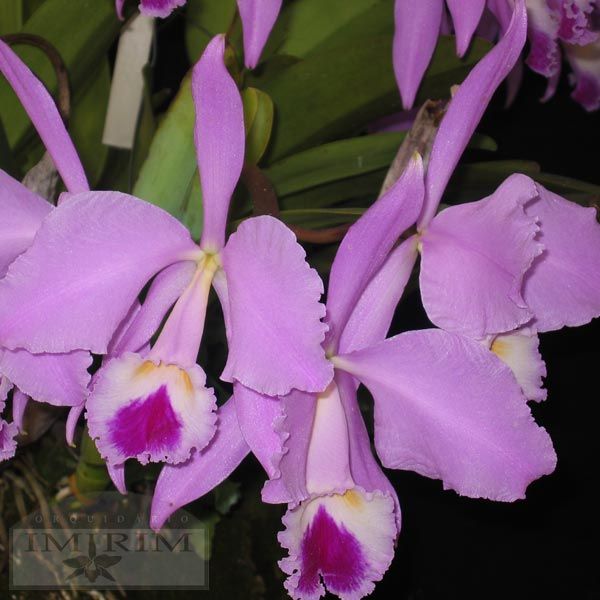 Cattleya Warneri