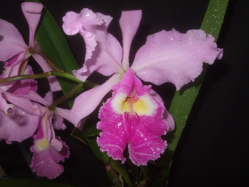 Cattleya Warscewiczii