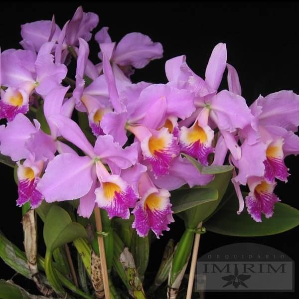 Cattleya