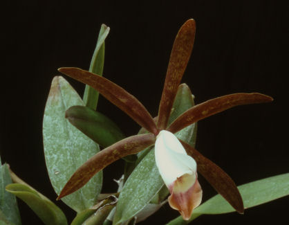 Cattleyella Araguaiensis
