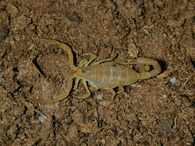 Centruroides Exilicauda