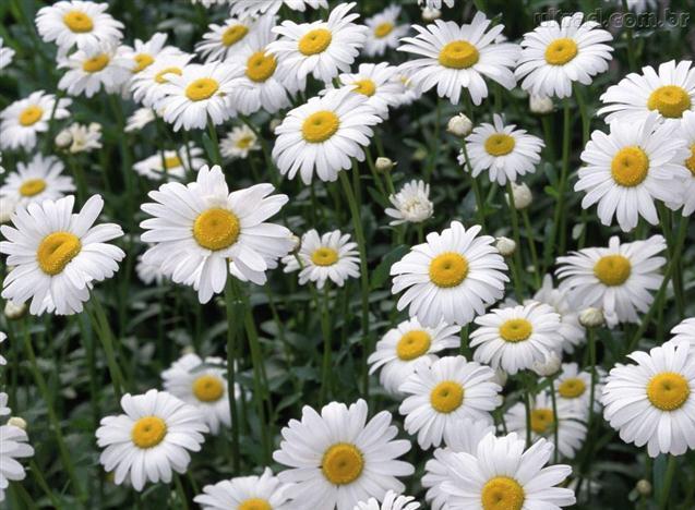 Chrysanthemum Anethifolium