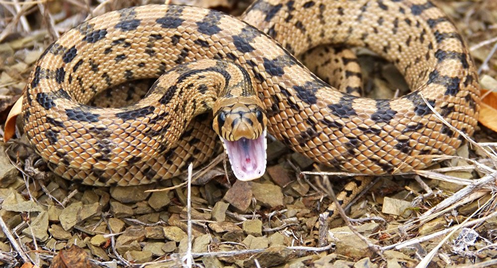 Cobra Enrolada de Boca Aberta