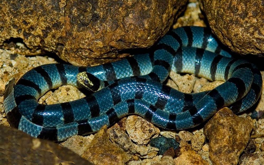 Cobra víbora azul