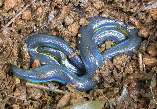 Habitat da cobra azul da Malásia. O nome científico desta bela cobra é  Calliophis bivirgatus.