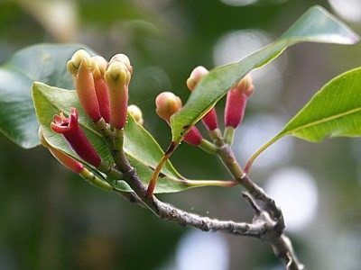 Como Colher Cravo-da-Índia