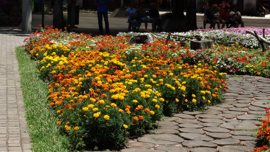 Cravo de Defunto  no Jardim