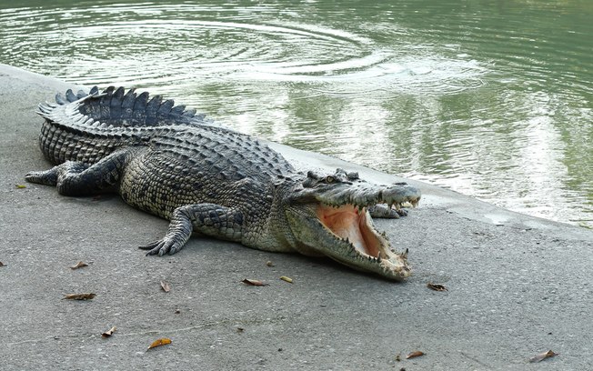 Crocodilo