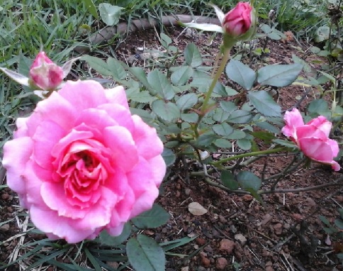 Cuidados Com a Poda da Rosa Chinensis