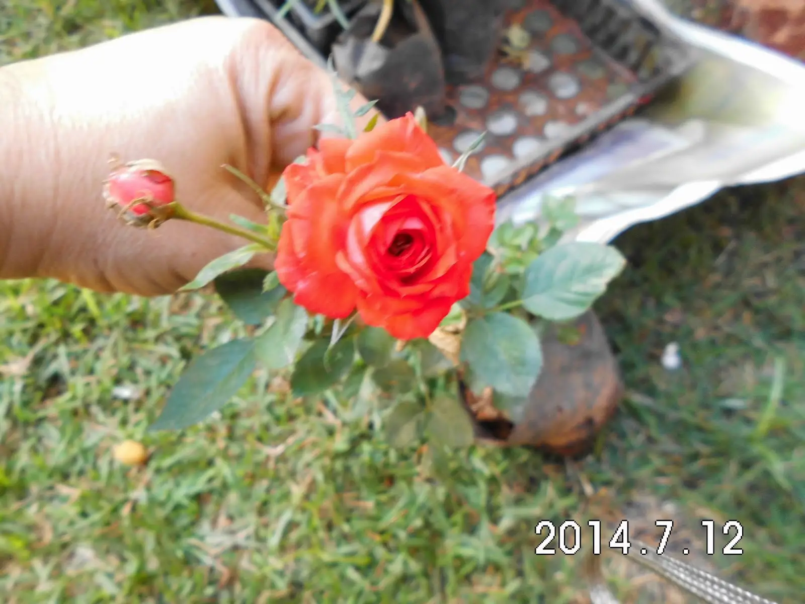 Cuidando Rosa Chinensis