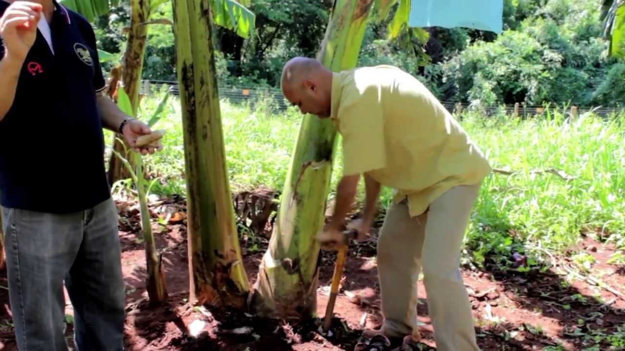 Cuidando de Bananeira