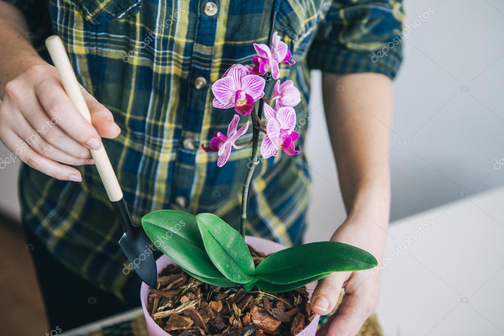 Como Desinfetar Orquídeas e Outras Dicas para Cuidar da Planta