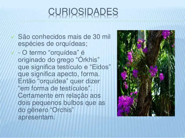 Curiosidades Sobre as Orquídeas