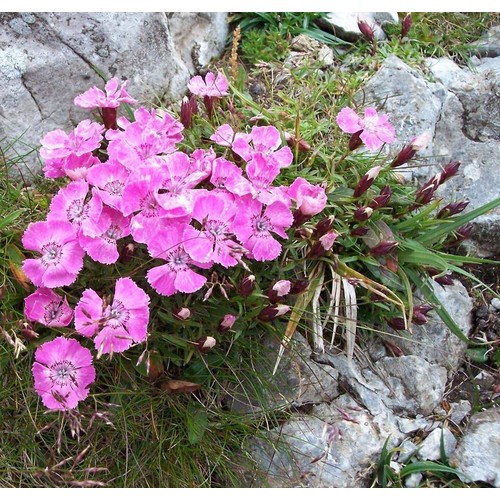 Dianthus Alpinus