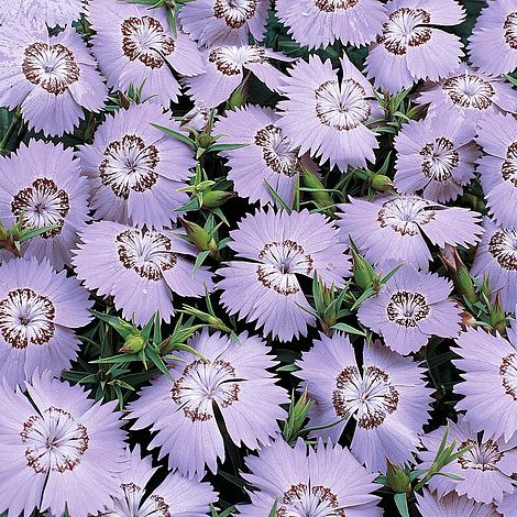 Dianthus Amurensis