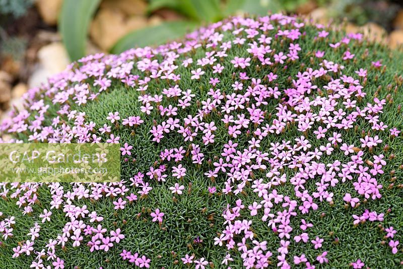 Dianthus Anatolicus