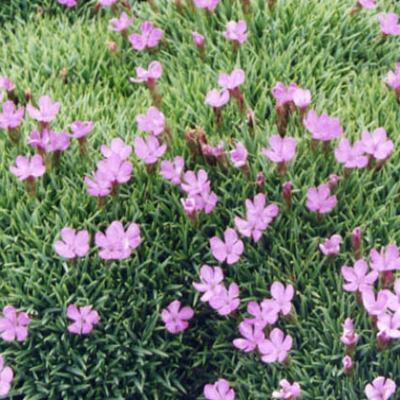 Dianthus Anatolicus