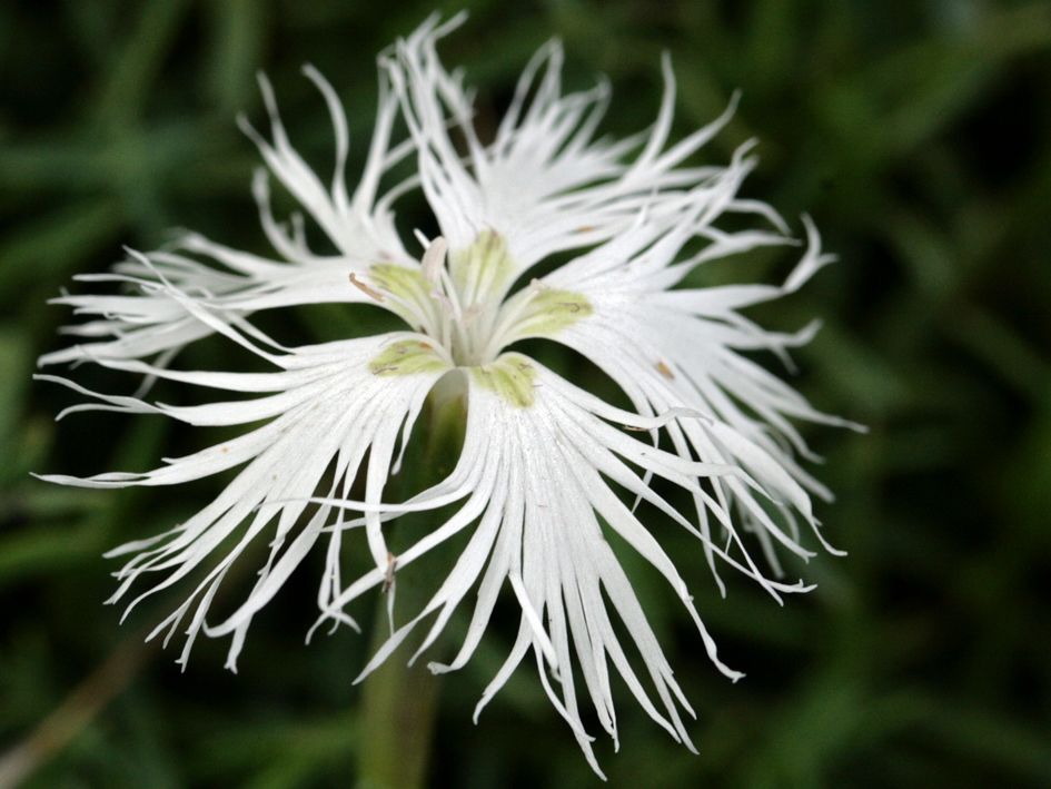 Dianthus Arenarius