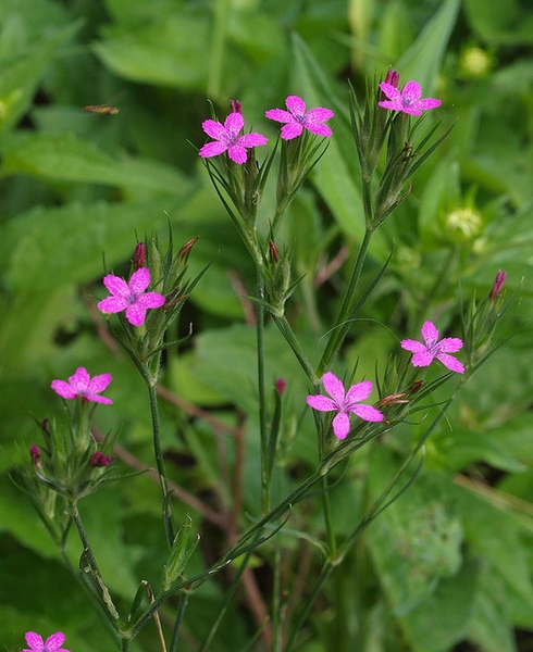 Dianthus Armeria