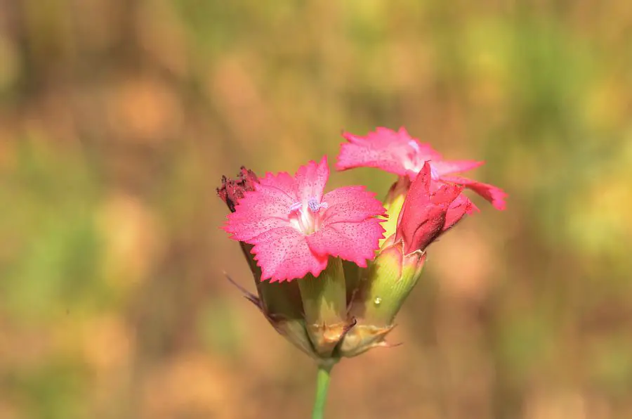 Dianthus Biflorus