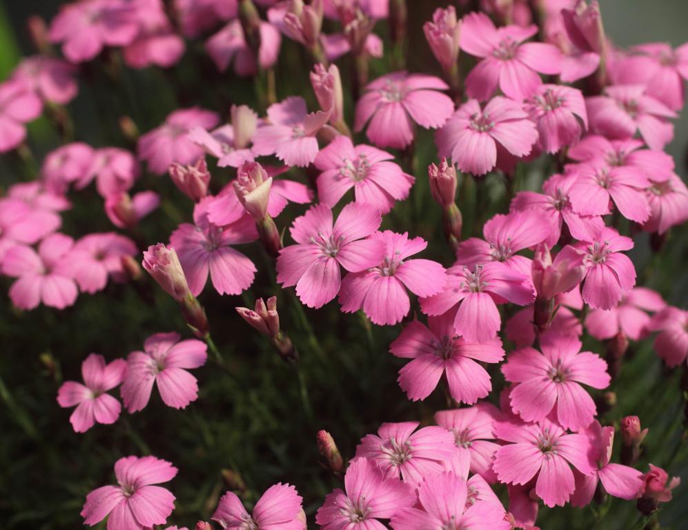 Dianthus Brevicaulis