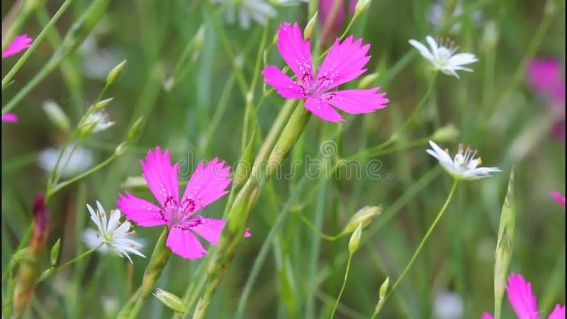 Dianthus Campestris