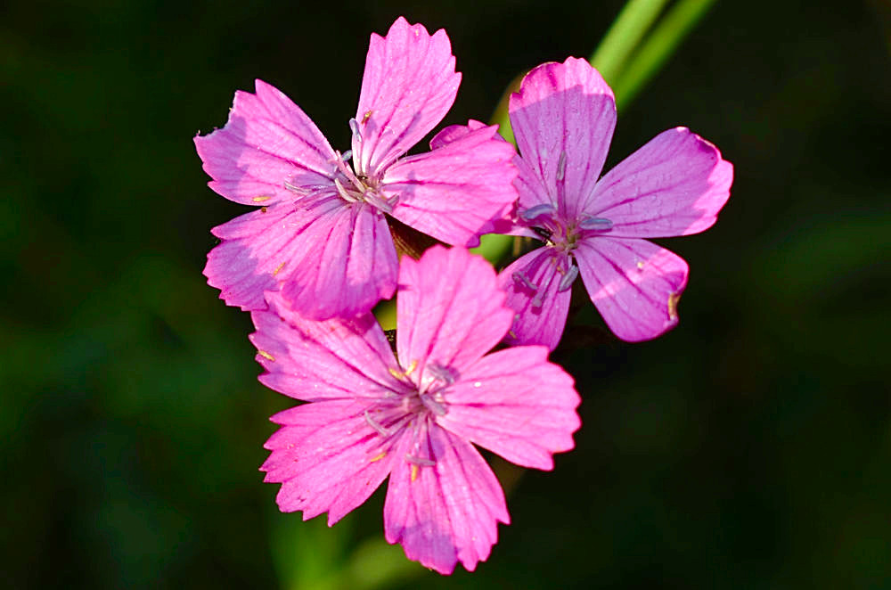 Dianthus Campestris