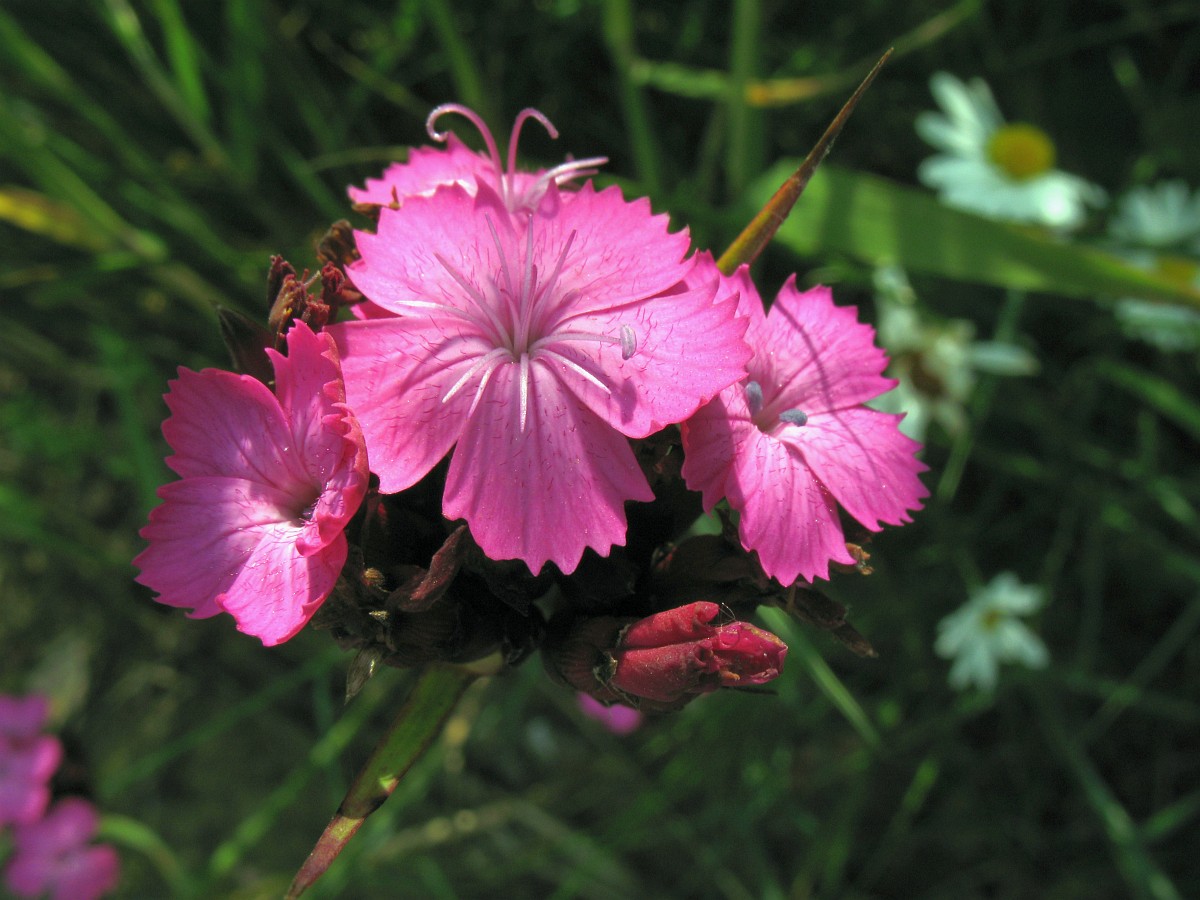 Dianthus Capitatus