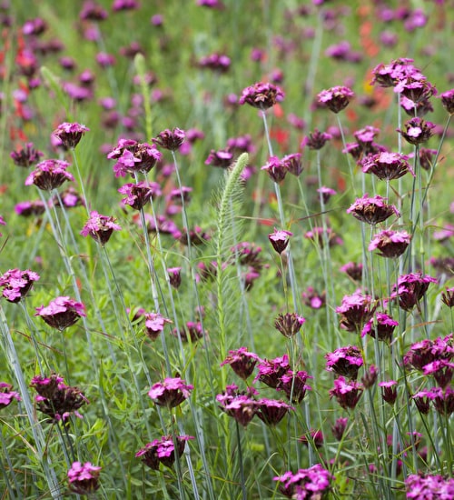 Dianthus Carthusianorum