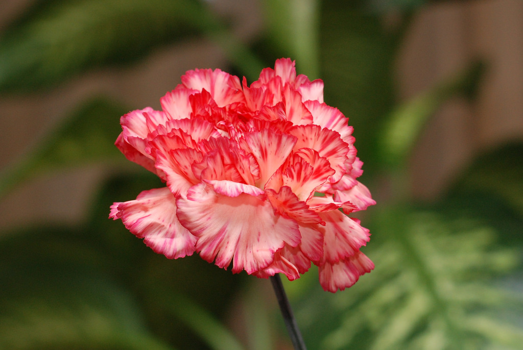 Dianthus Caryophyllus