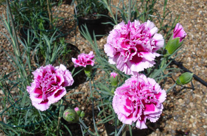 Dianthus Caryophyllus