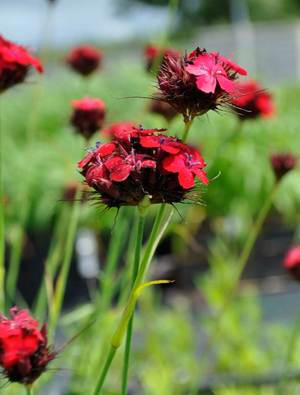 Dianthus Cruenatus