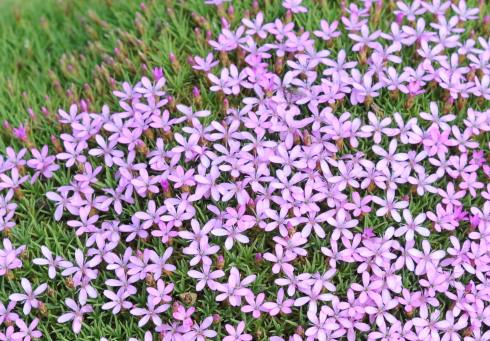 Dianthus Freynii