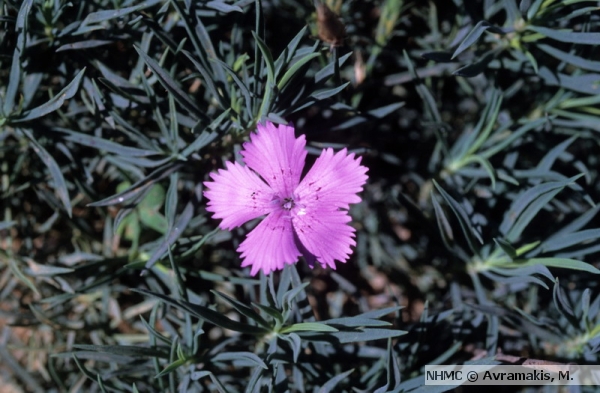 Dianthus Fruticosus