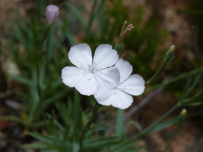 Dianthus Furcatus