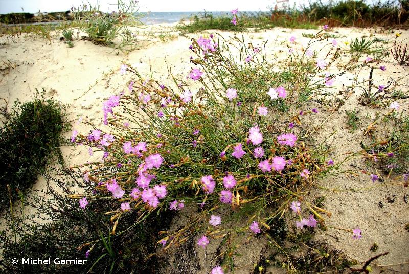 Dianthus Gallicus