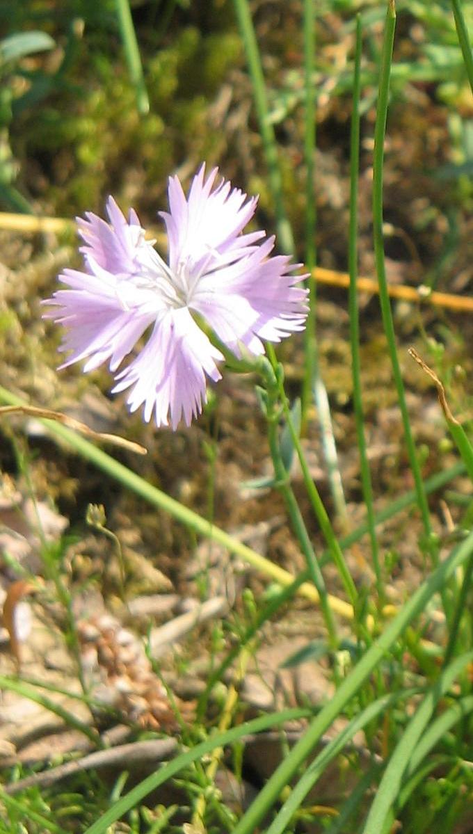 Dianthus Gallicus