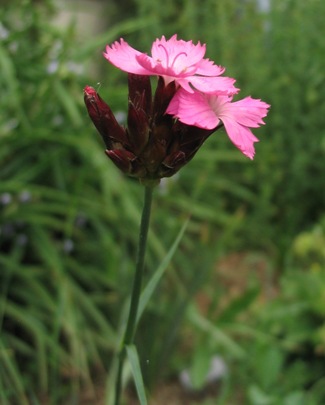 Dianthus Giganteus