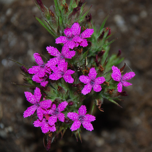 Dianthus Giganteus