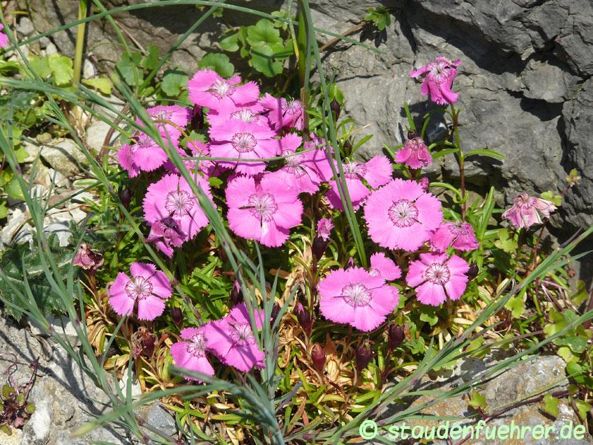 Dianthus Glacialis